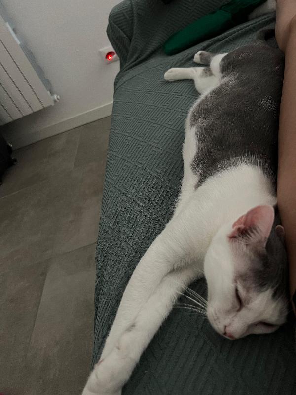Pasqui dolcissima micia cozza  Foto 2